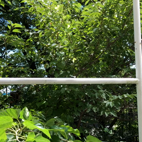 蝉の合唱の画像