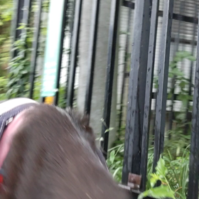 獣医さんへの画像