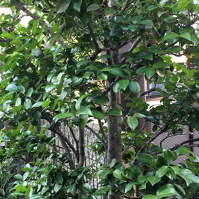 おはようございます。の画像