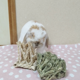 どっちが好き？の画像