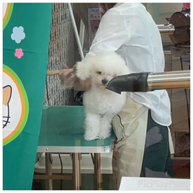 シャンプーの画像