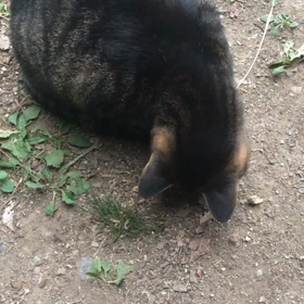 にゃんこの愛の画像