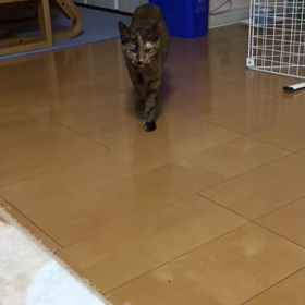 ひよちゃん&タンタンの画像