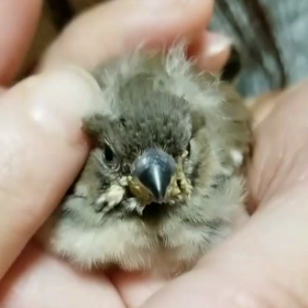 今日の雛ちゃん達( ºөº )♡の画像