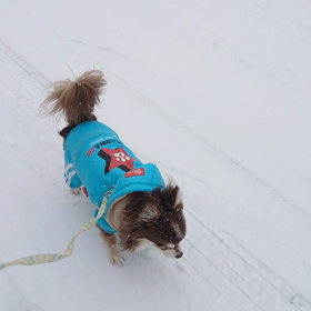 雪の散歩の画像