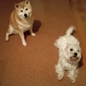 WPのゲーム参加　追加動画の画像