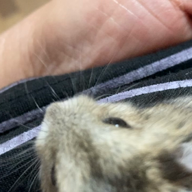 鳴く⁉️の画像