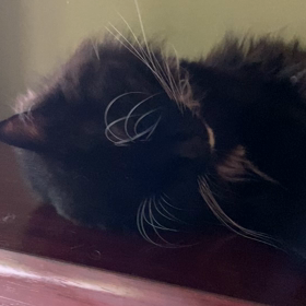 (～'ω'　)～ﾕﾗﾕﾗｧ-の画像