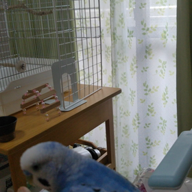 ぴちくんに換羽がきたようですの画像