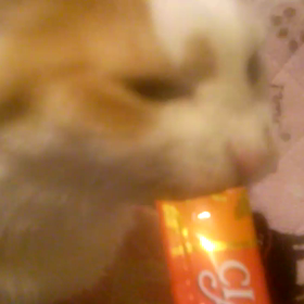 ムービー♪チュール登場なり(●^o^●)の画像