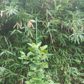 爆音草刈機の画像