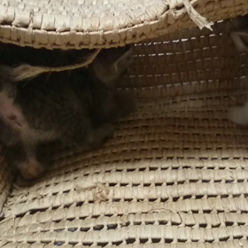 はなとゆめ 籠で遊ぶの画像