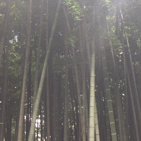 一声千両❣️の画像