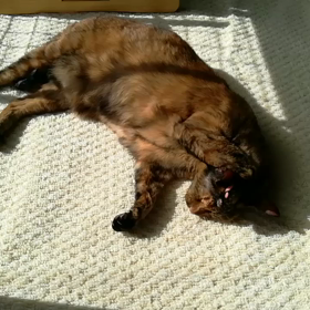 てんの日向ぼっこの画像