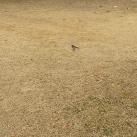 鳥のつがいの画像