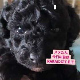 めめたん♡の画像