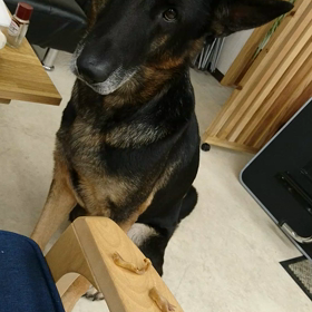 カグラ店長豚耳待て(笑)の画像