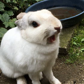 モカのあくびの画像