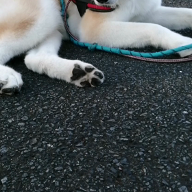 引き続き寒い朝。寒そうな安倍川の土手を避けて、土手沿い下道コース。そんなの関係無い❗未来丸はマイの画像