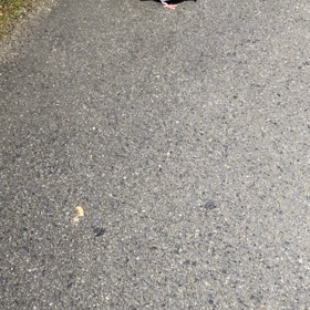 きょうの鳩友／動画の画像