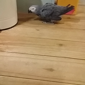 ようちゃん、頭を打つの画像