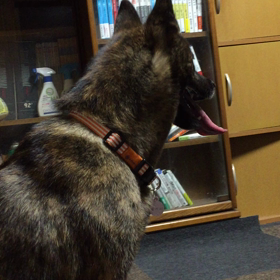 Lightning boy(雷小僧) 再来の画像