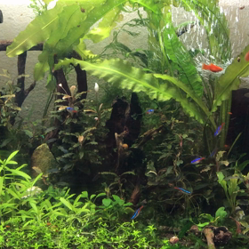 えにしえびアクアライフ日記の画像