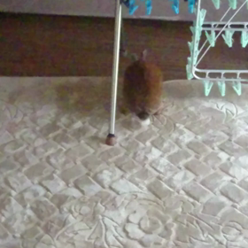 ᔪ( ᐪᐤᐪ )ᔭᐤᑋᑊ̣  ┐の画像