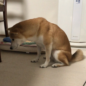 一晩明けたらAmebaなおってたの画像