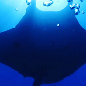 癒し写真‼️海人石垣島の画像