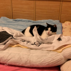 華麗なる党首の動きの画像