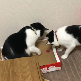 こやつ、怖いにゃの画像