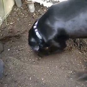 穴掘り→排泄場→遊び場と化すの動画。の画像