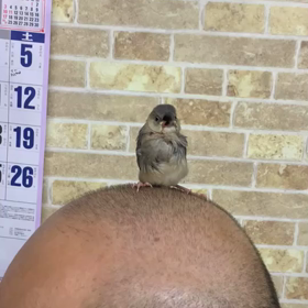 明日はワンマンよろしく候！の画像