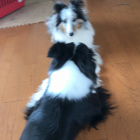 またまた動画の画像