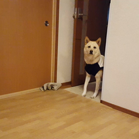 家のなかは安全の画像