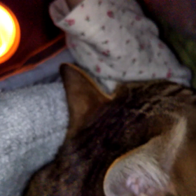 お布団好きにゃん❤の画像