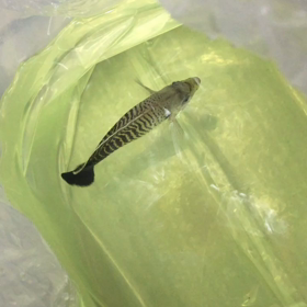 Apolemichthys kingi「Tiger Angel」の画像