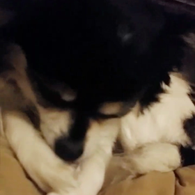 私の好きなシアの仕草の画像