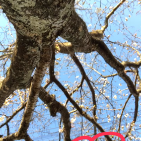 今日は世界気象の日の画像