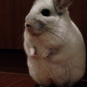 チンチラねずみと言えばの画像