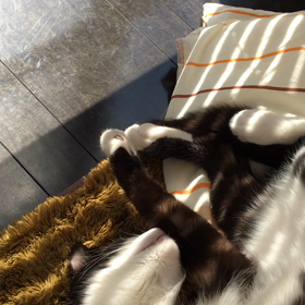 まったりな休日。の画像