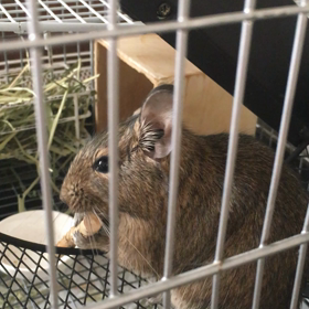 ピロピロの画像