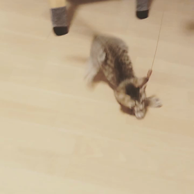 トライアルの画像