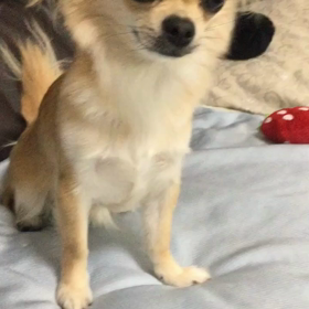 本日頑張りますの画像