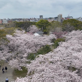 寄ってみたの画像