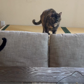 遊びたいぼっちゃんの画像