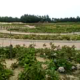 なばなの里紫陽花庭園の画像