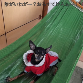 チップの  おーーい！！！誰がいねがーーー！！！の画像