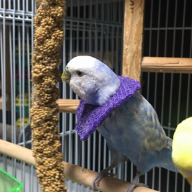 粟穂争奪戦の画像